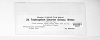 Triphragmium ulmariae image
